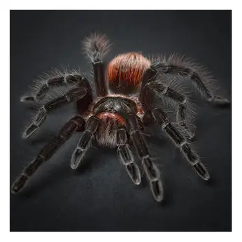 5D יהלום הציור מפחיד עכביש חיה יהלום פסיפס רקמה מלאה מרובע/עגול ריינסטון תמונה לקישוט הבית